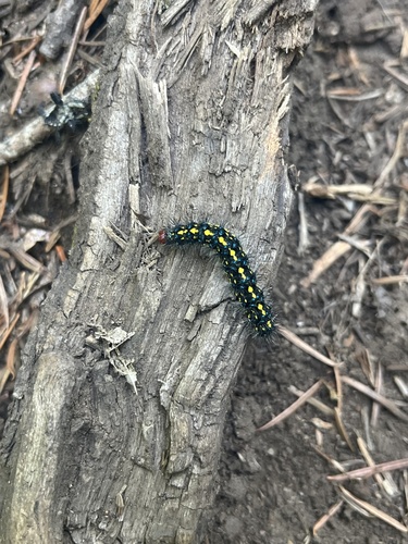 Goose Creek Trail