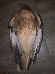 Buteo jamaicensis