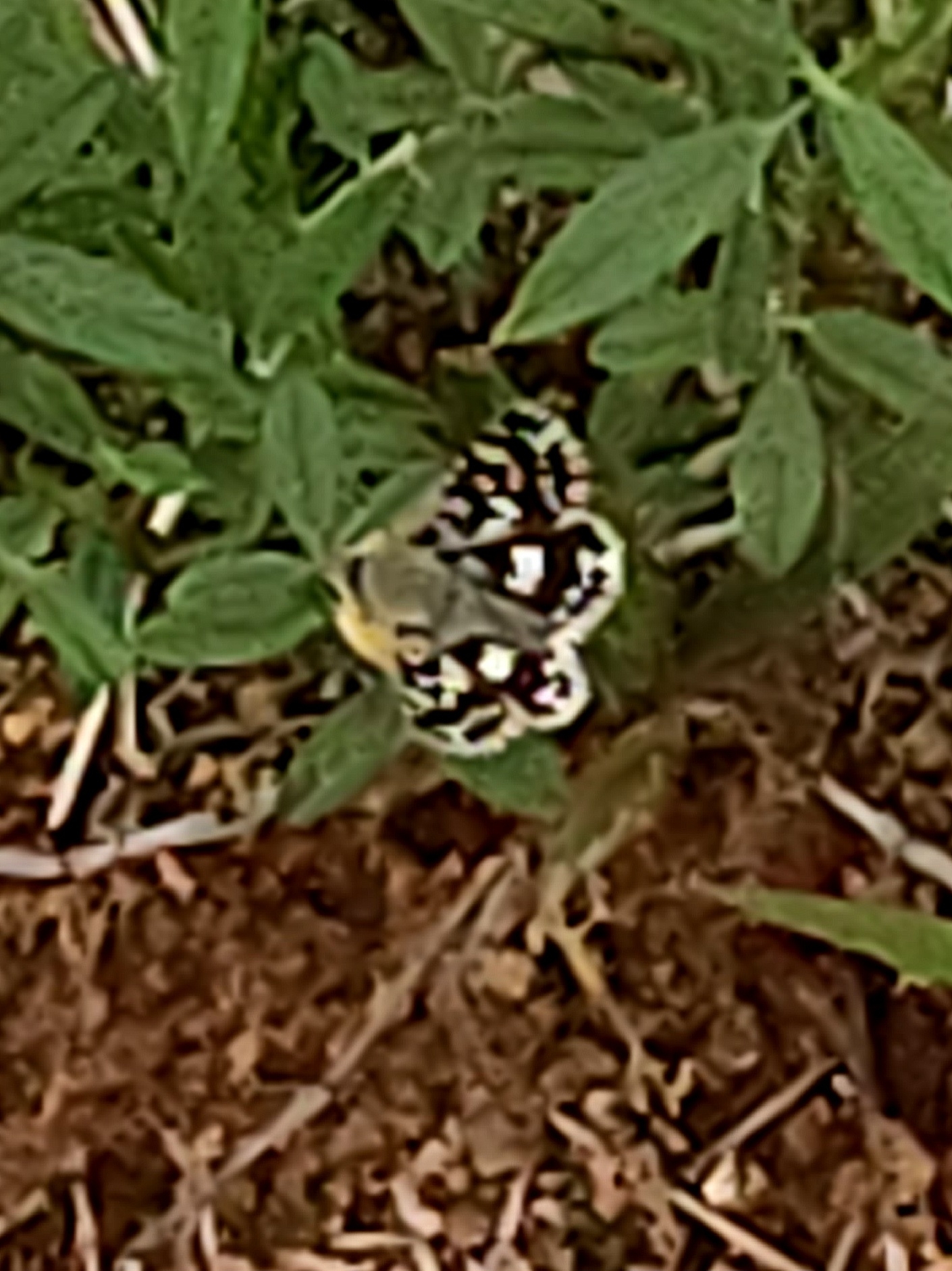 Asian Grizzled Skipper