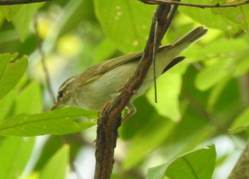 Mosquitero boreal (Phylloscopus borealis)