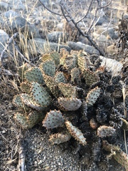 Opuntia basilaris brachyclada