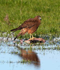 Swamp Harrier photo 4