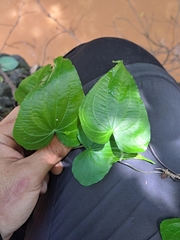 Dioscorea galeottiana