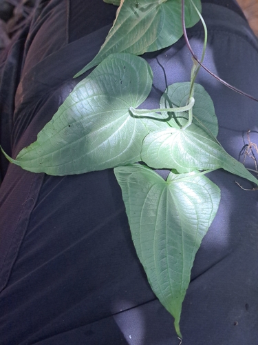 Dioscorea galeottiana, photograph 2