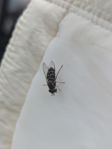 Unknown species found near Logan's Pass Visitor Center, Browning, MT 59417, USA
