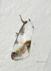Acontia cretata