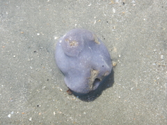 Aplousobranchia