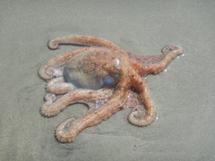 Octopus americanus