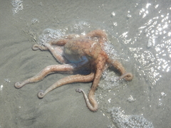 Octopus americanus