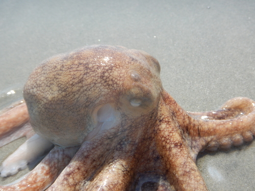 American Octopus photographed in South Carolina