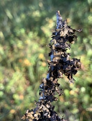 Tuckermanopsis americana