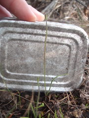 Caladenia bartlettii