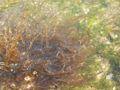 Hypnea musciformis