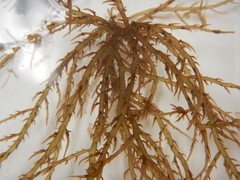 Hypnea musciformis