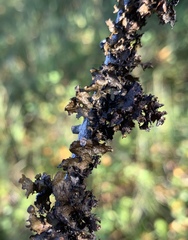 Tuckermanopsis americana