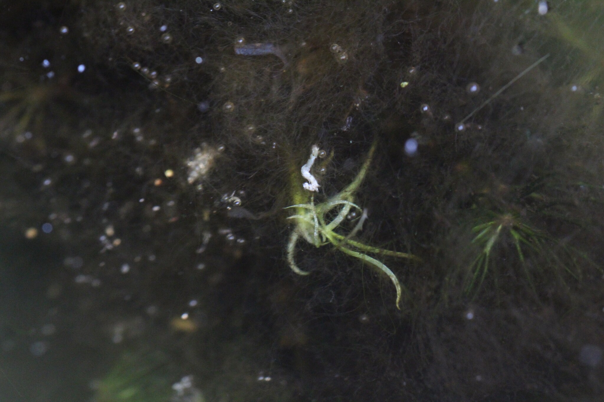 Florida Mudmidget (Wolffiella gladiata)