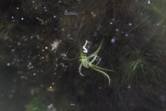 Duckweed (Wolffiella gladiata)