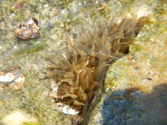 Bunodosoma cavernatum