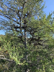 Tuckermanopsis americana