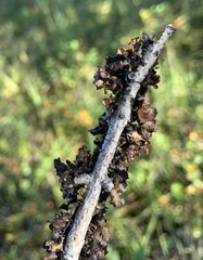 Tuckermanopsis americana