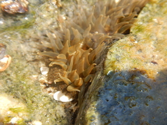 Bunodosoma cavernatum