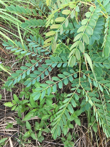 Albizia kalkora iNat (2)