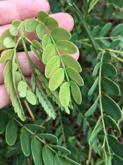 Albizia kalkora