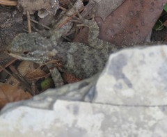 Sceloporus torquatus binocularis