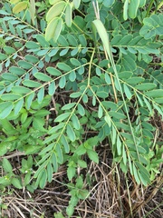 Albizia kalkora
