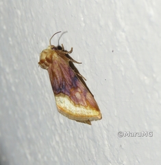 Angulostiria chryseochilus