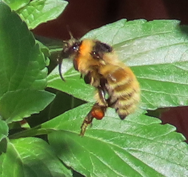 Musty Bumblebee