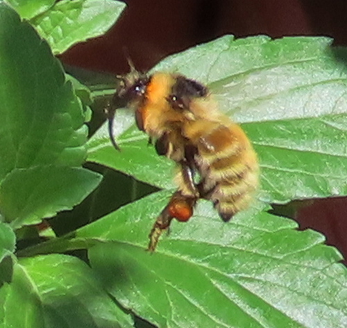 Musty Bumblebee