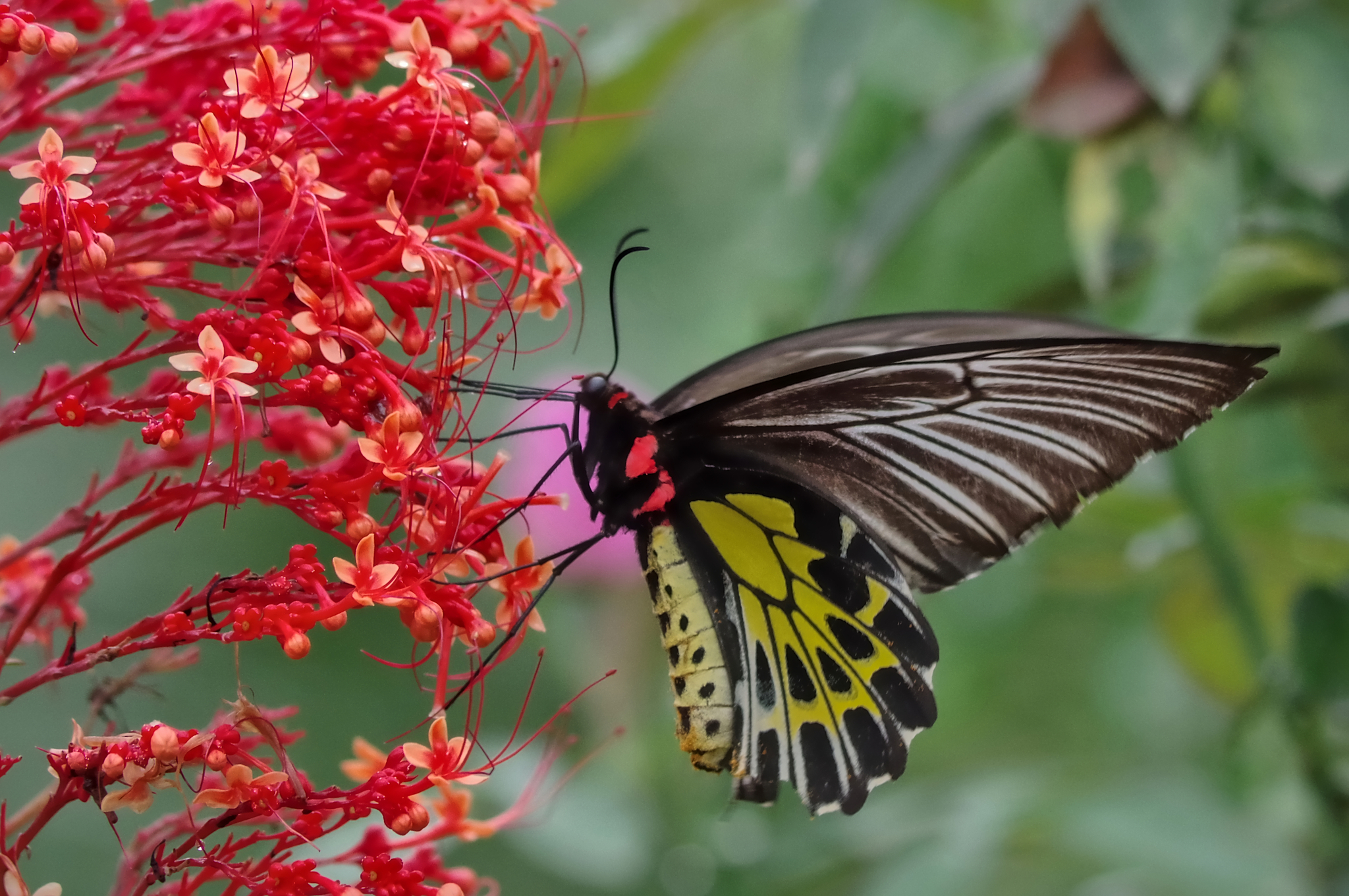 Sahyadri Birdwing