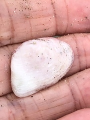 Cumingia californica