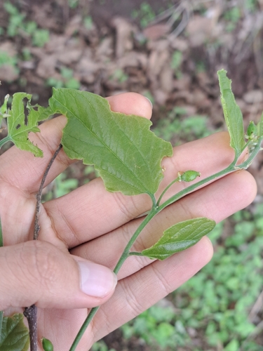 Celtis caudata (Celtis caudata)