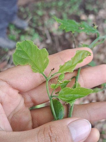 Celtis caudata, photograph 2