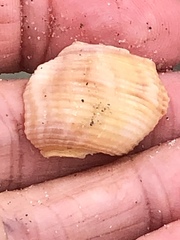 Nassarius fossatus