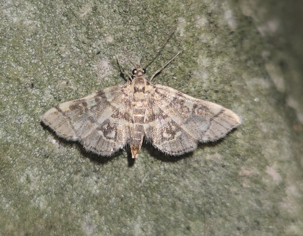 Checkered Apogeshna Moth from Presque Isle Lighthouse, Millcreek ...