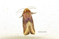 Angulostiria chryseochilus