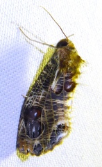 Pilipectus cyclopis