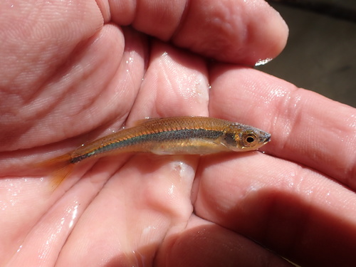 Mountain shiner (Lythrurus lirus) — Cyprinidae — 3