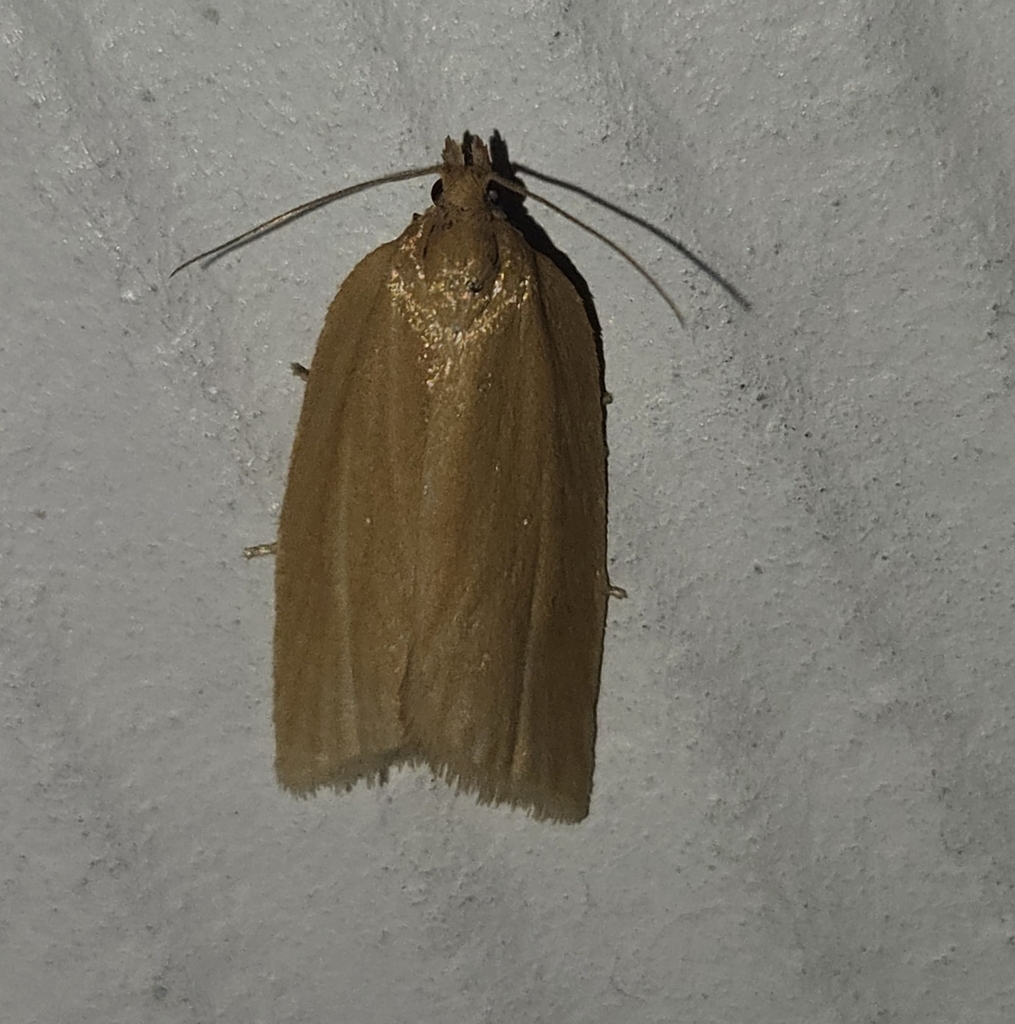 Clemens' Clepsis Moth from Presque Isle Lighthouse, Millcreek Township ...