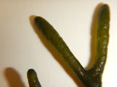 Codium isthmocladum