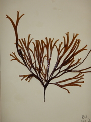 Gracilaria