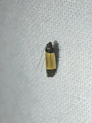 Coverdale's Anacampsis Moth photo 2