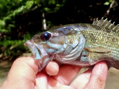 Redeye Bass photo 4
