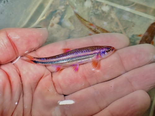 Rainbow shiner (Notropis chrosomus) — Cyprinidae — 3