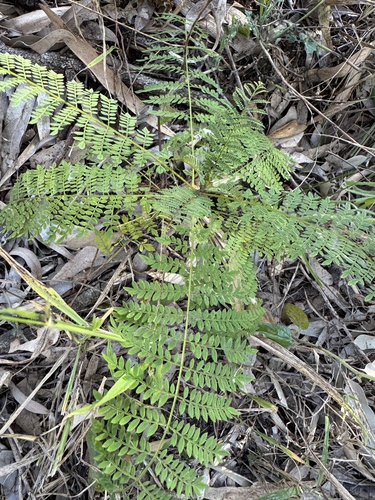 Jacaranda mimosifolia observed 2025-06-27