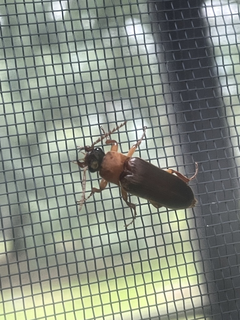 Selonodon ferrugineus