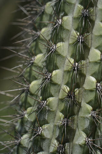 Weberbauerocereus cuzcoensis, photograph 3